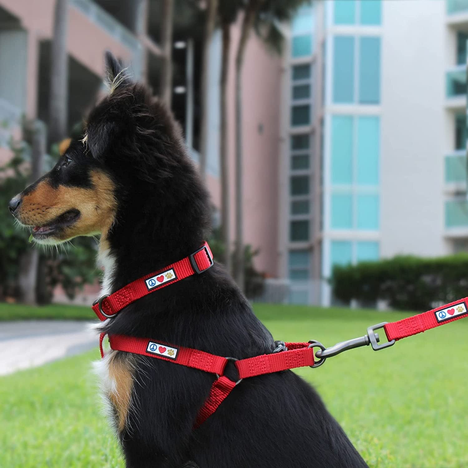 Pet Soft Adjustable Solid Color Nylon Puppy/Dog Collar Matching Leash and Harness Sold Separately